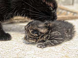 Pet Hair Removal | Laguna Niguel Carpet Cleaning Pet Hair Removal | Laguna Niguel Carpet Cleaning